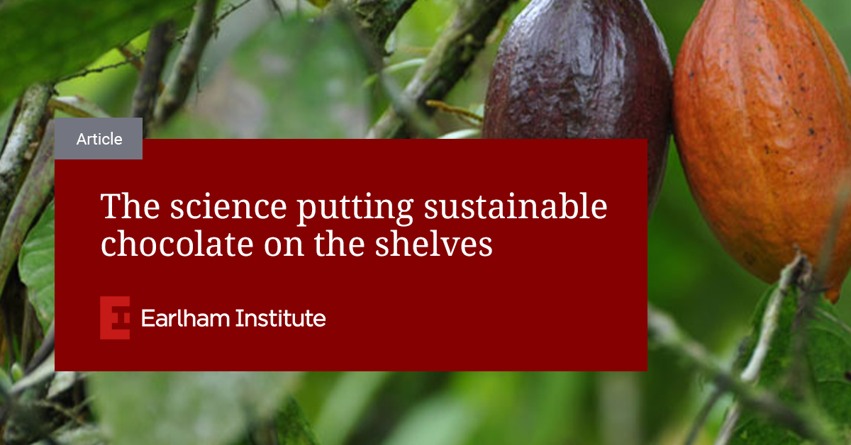 The science putting sustainable chocolate on the shelves Earlham